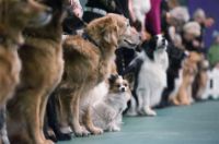 dog show